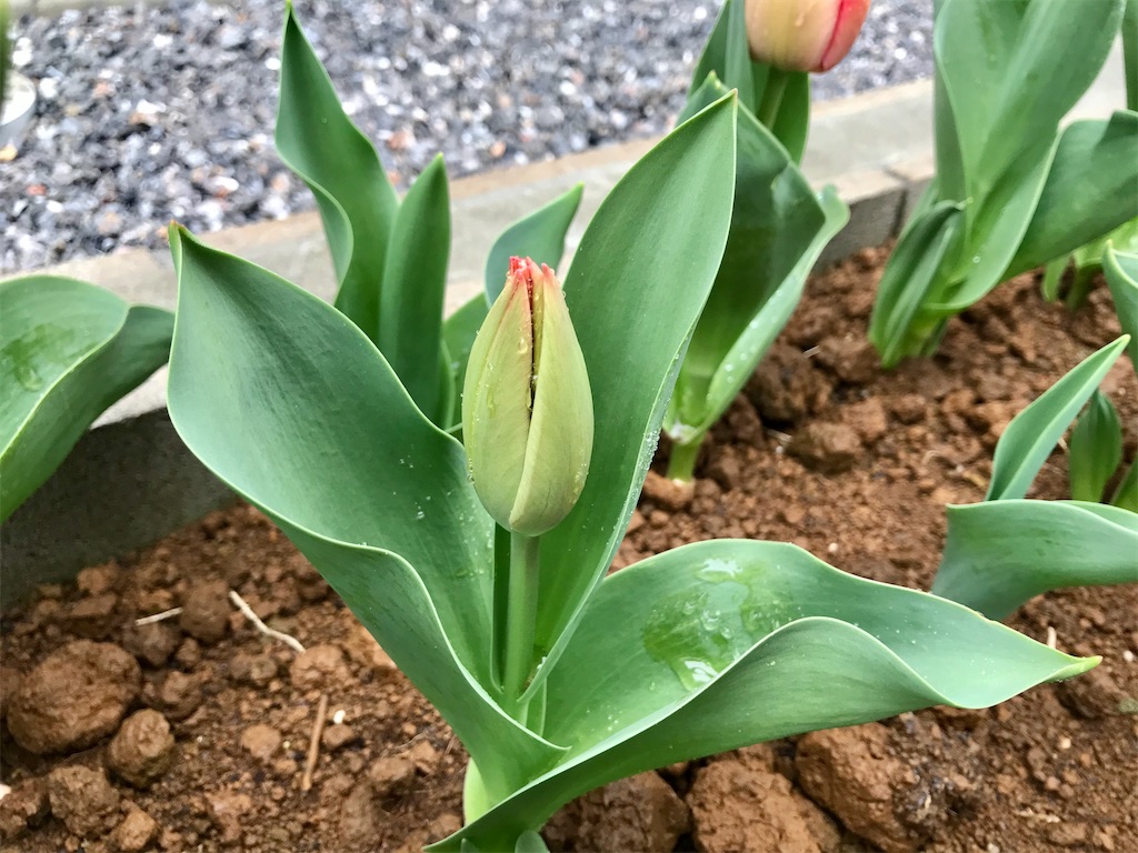 f:id:matundaba79:20200401215957j:image