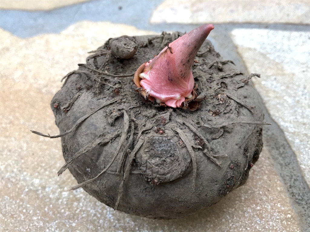 f:id:matundaba79:20200401223943j:image