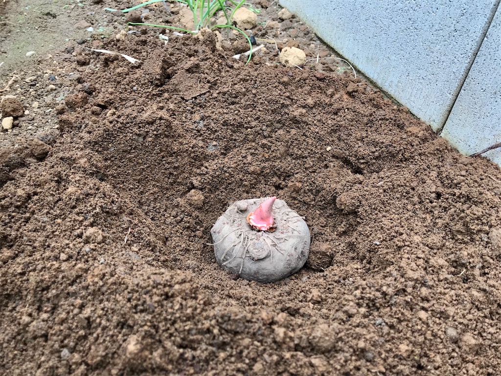 f:id:matundaba79:20200401224205j:image