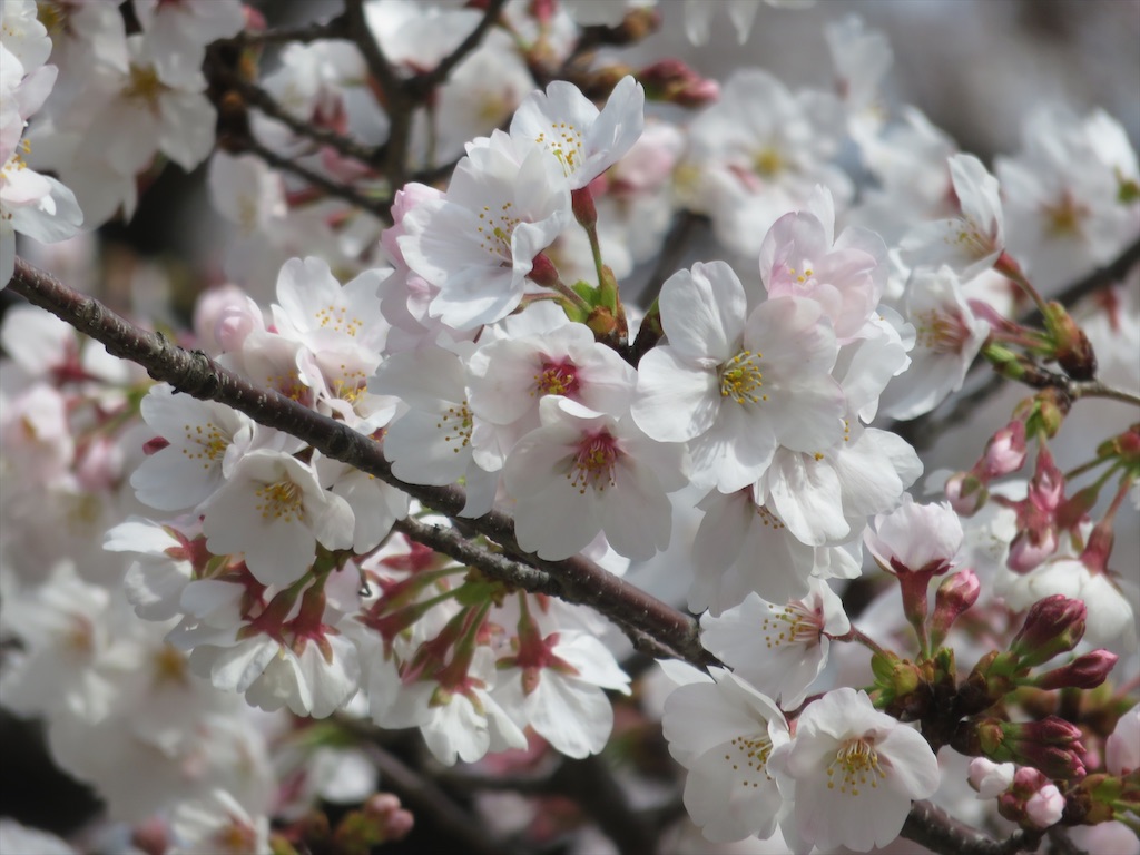f:id:matundaba79:20200402212757j:image
