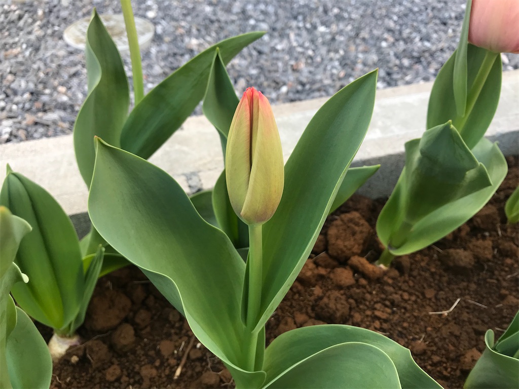 f:id:matundaba79:20200402232142j:image