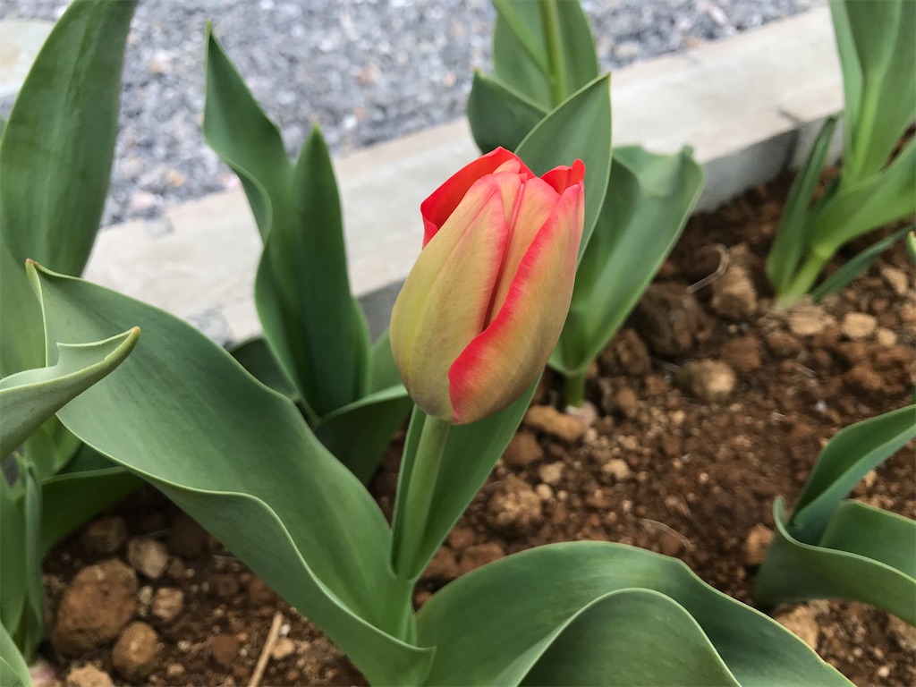 f:id:matundaba79:20200402232155j:image