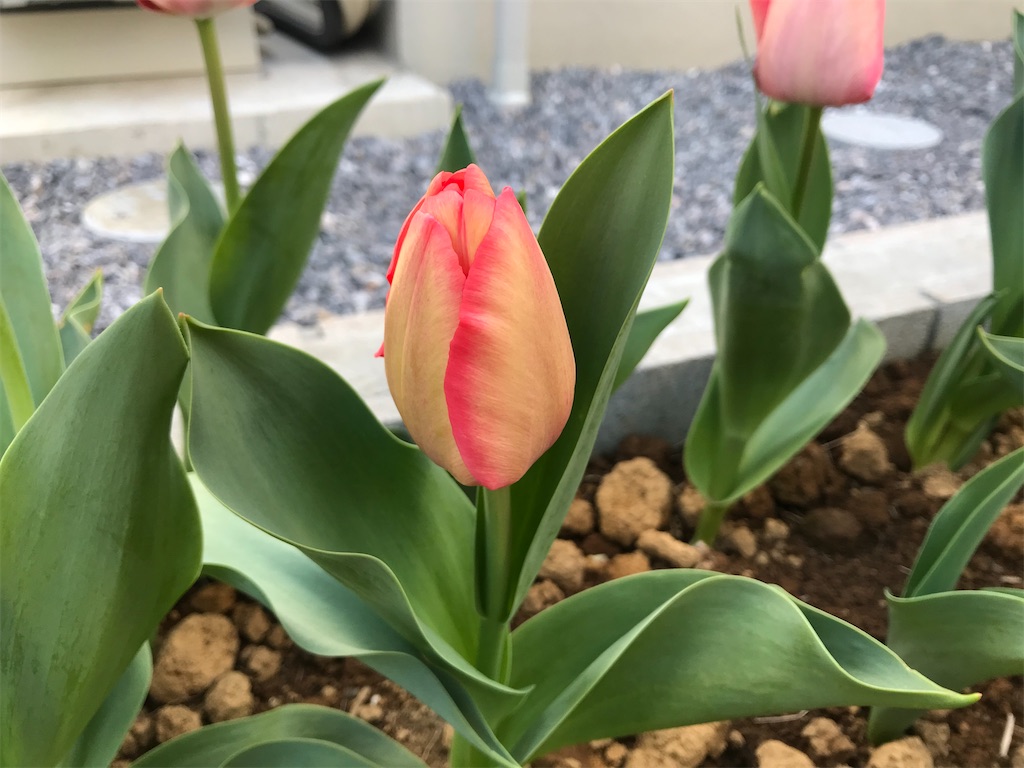 f:id:matundaba79:20200403084323j:image