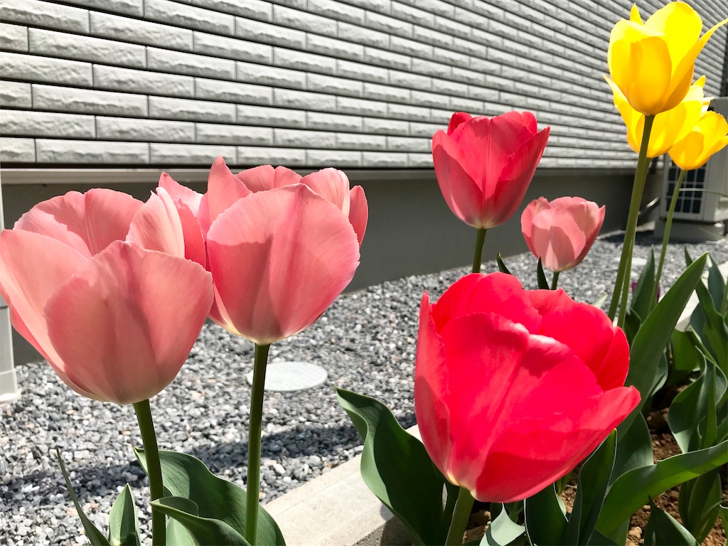 f:id:matundaba79:20200409170202j:image