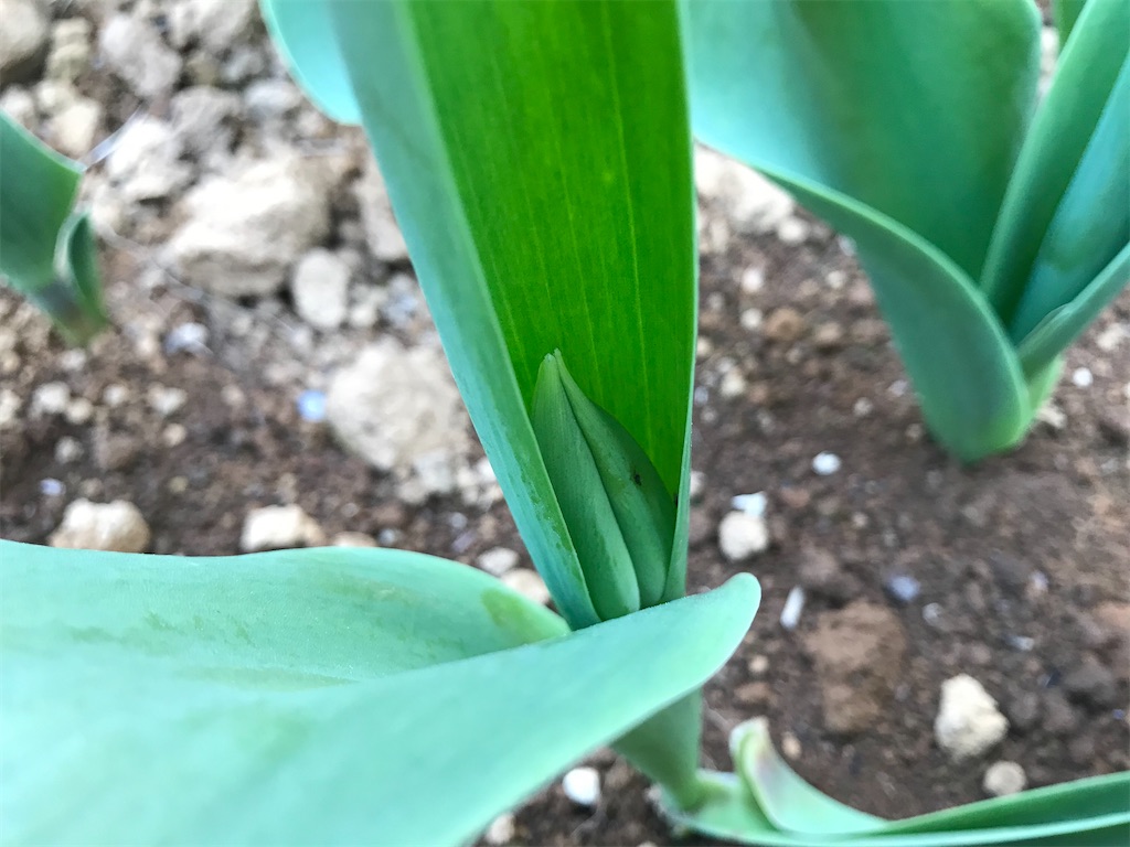 f:id:matundaba79:20200409171022j:image