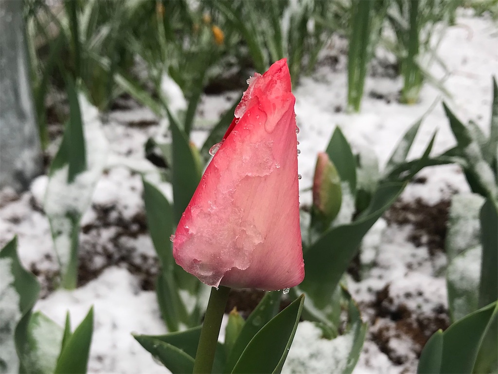 f:id:matundaba79:20200409203001j:image