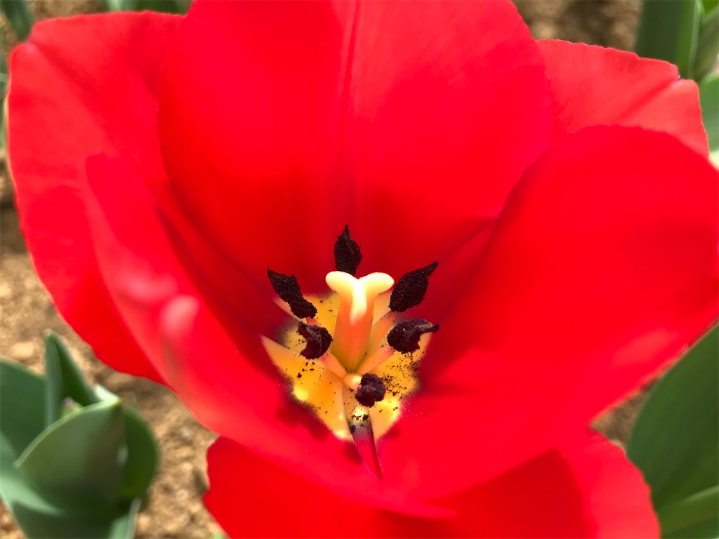 f:id:matundaba79:20200409211943j:image