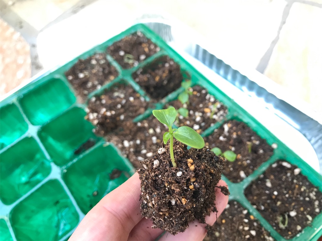 f:id:matundaba79:20200412121530j:image f:id:matundaba79:20200412121530j:image