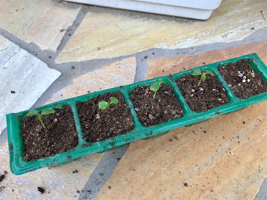 f:id:matundaba79:20200412121909j:image f:id:matundaba79:20200412121909j:image