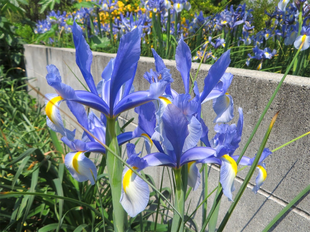 ダッチアイリス 待ちに待った開花 ジャーマンアイリスとの違いは アタマの中は花畑