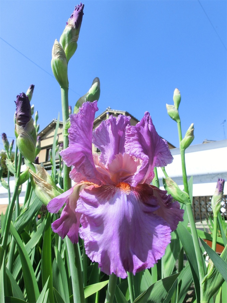 ダッチアイリス 待ちに待った開花 ジャーマンアイリスとの違いは アタマの中は花畑