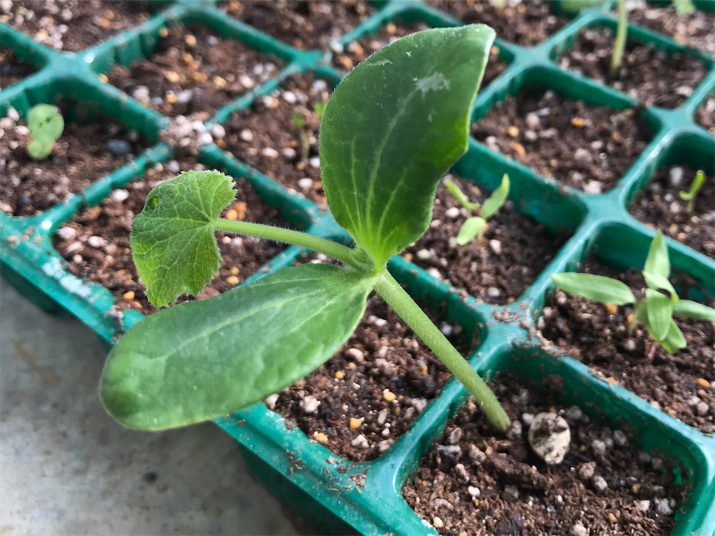 f:id:matundaba79:20200417234850j:image f:id:matundaba79:20200417234850j:image