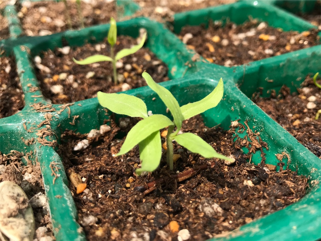 f:id:matundaba79:20200417234938j:image f:id:matundaba79:20200417234938j:image