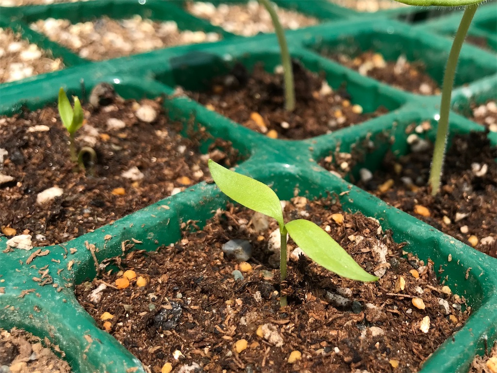 f:id:matundaba79:20200417235000j:image f:id:matundaba79:20200417235000j:image