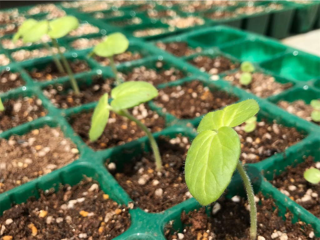 f:id:matundaba79:20200417235233j:image f:id:matundaba79:20200417235233j:image