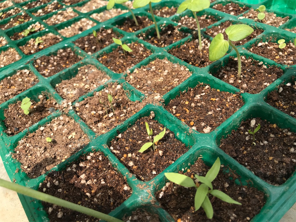 f:id:matundaba79:20200417235504j:image f:id:matundaba79:20200417235504j:image