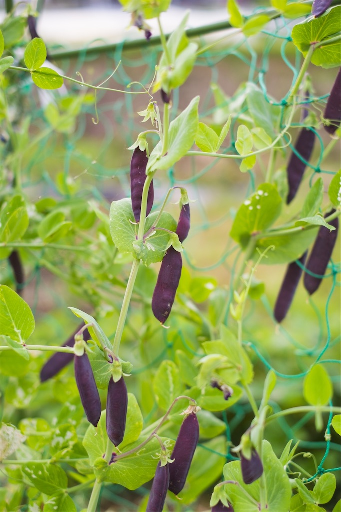 f:id:matundaba79:20200418142610j:image f:id:matundaba79:20200418142610j:image