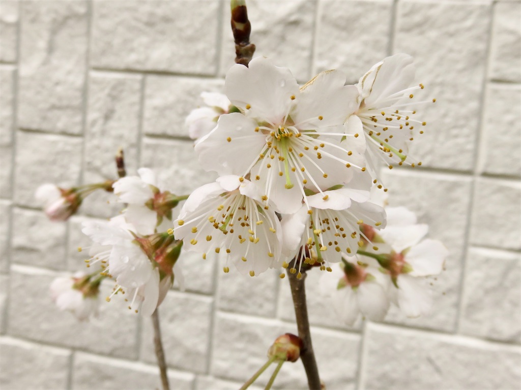 f:id:matundaba79:20200423213627j:image f:id:matundaba79:20200423213627j:image