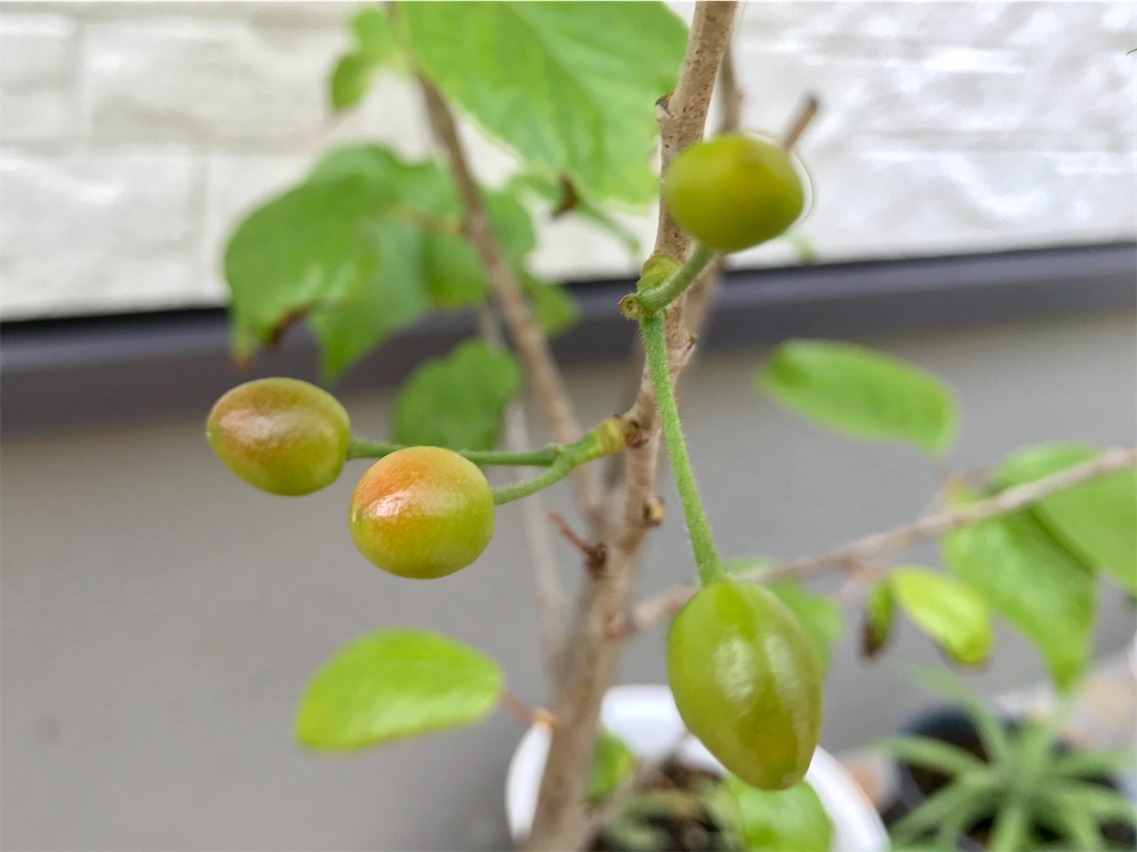 f:id:matundaba79:20200423215622j:image f:id:matundaba79:20200423215622j:image