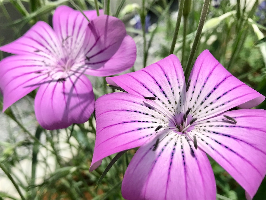 アグロステンマ 花壇のアグロステンマが開花 花言葉や名前の由来は アタマの中は花畑