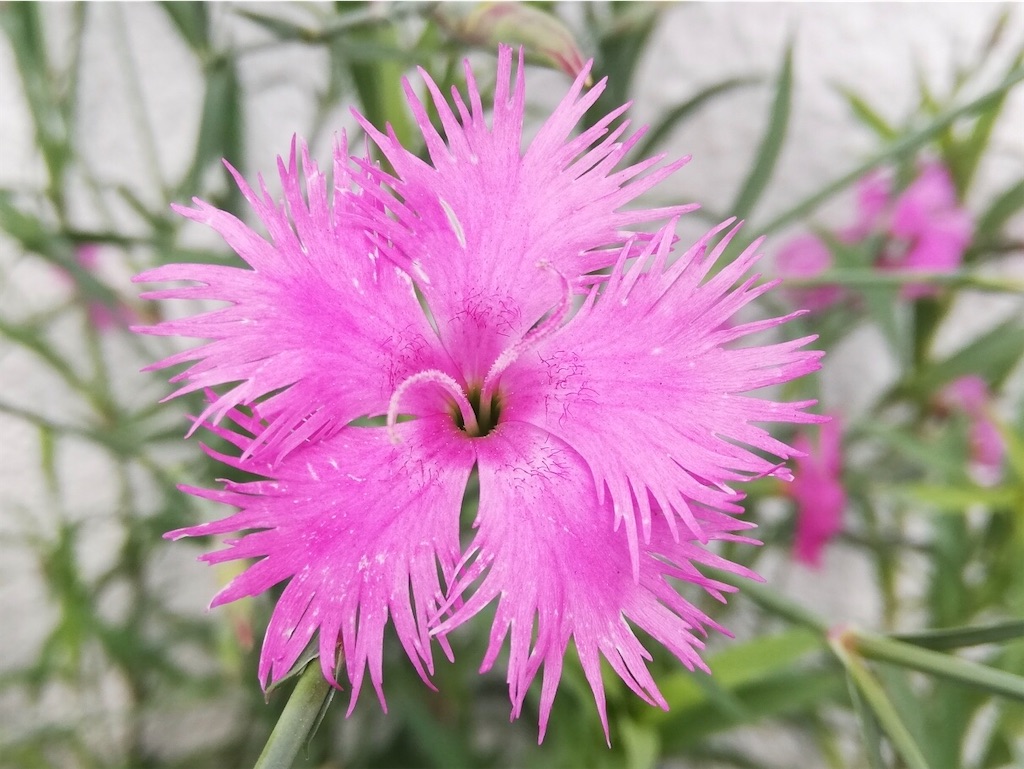 アグロステンマ 花壇のアグロステンマが開花 花言葉や名前の由来は アタマの中は花畑