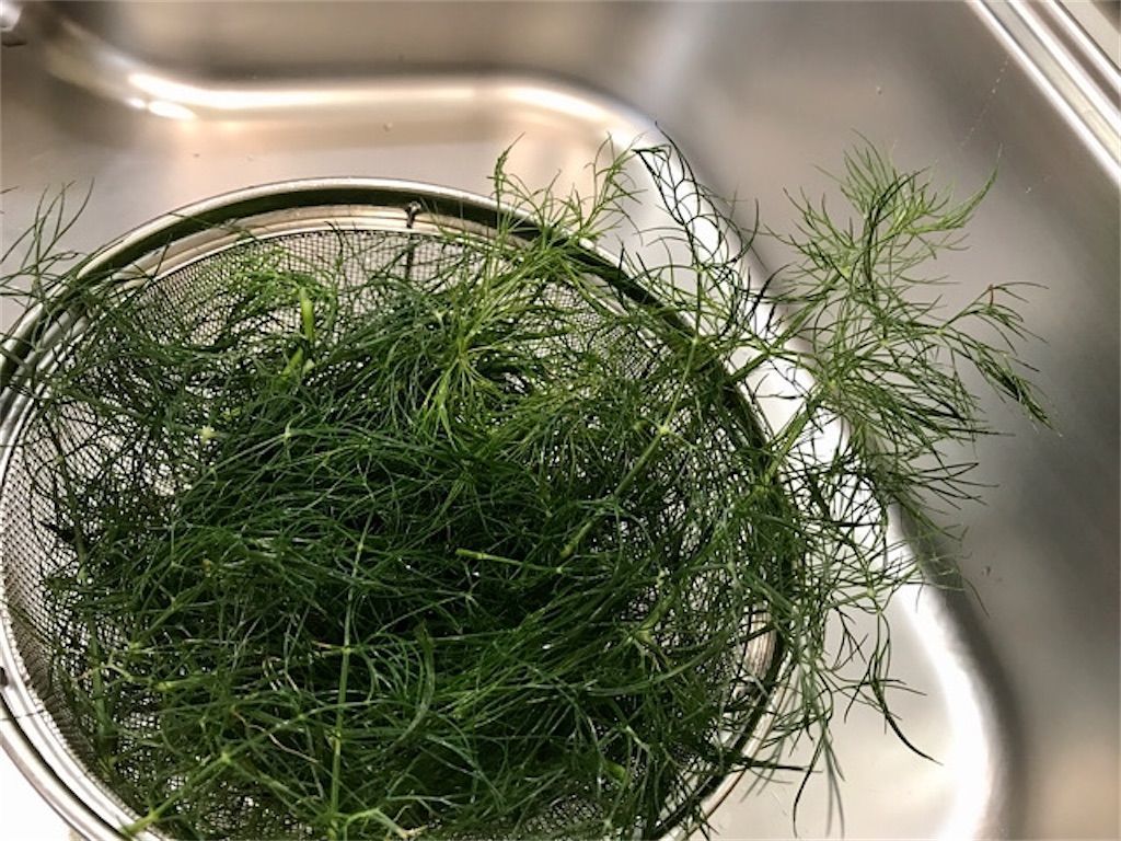 ドライハーブ 電子レンジを使ったドライハーブの作り方 余ったディルを加工してみました アタマの中は花畑