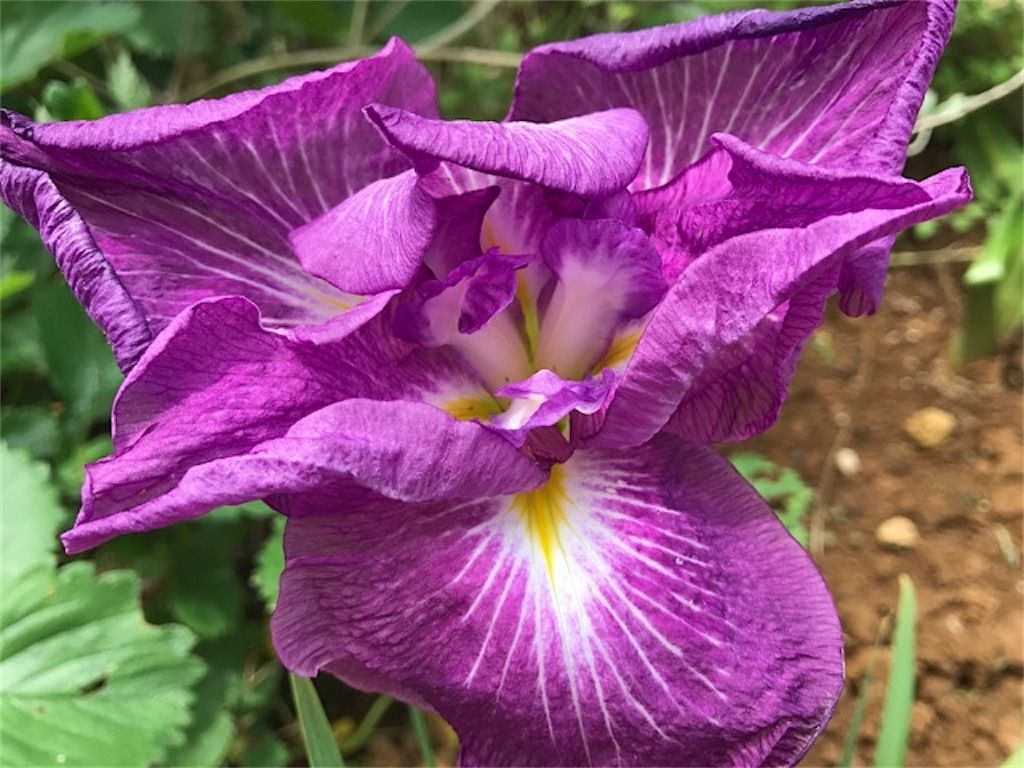 ホームセンター 園芸コーナーの見切り品は宝の山 格安の花菖蒲を庭に植えてみました アタマの中は花畑