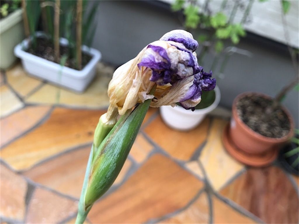ホームセンター 園芸コーナーの見切り品は宝の山 格安の花菖蒲を庭に植えてみました アタマの中は花畑