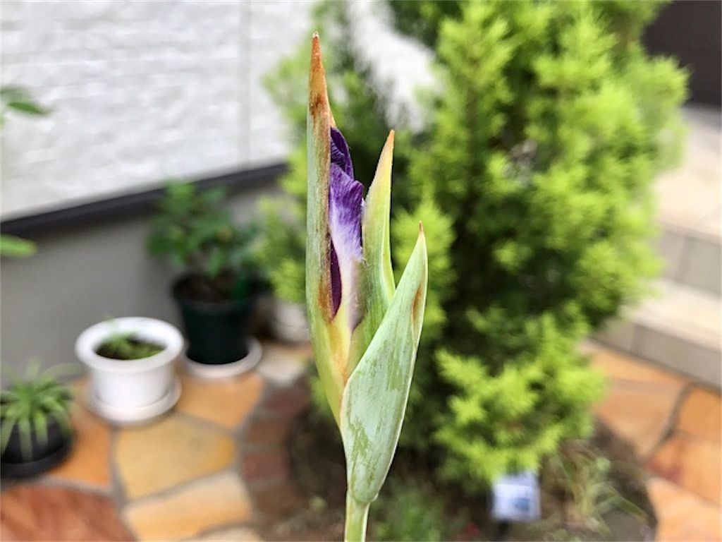 ホームセンター 園芸コーナーの見切り品は宝の山 格安の花菖蒲を庭に植えてみました アタマの中は花畑