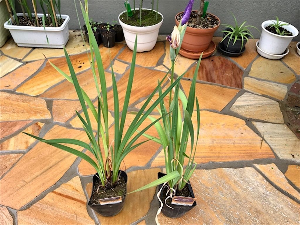 ホームセンター 園芸コーナーの見切り品は宝の山 格安の花菖蒲を庭に植えてみました アタマの中は花畑