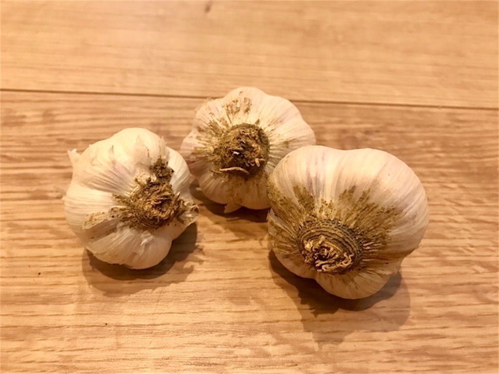 ニンニク 乾燥と根切りがポイント 収穫後の長期保存方法について アタマの中は花畑