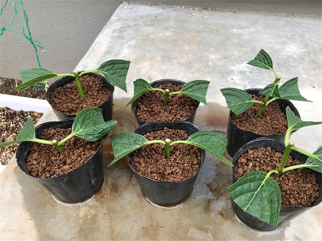 アジサイ 毎年花を咲かせたい 開花後の剪定と挿し木の方法について アタマの中は花畑