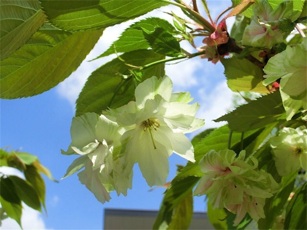 アジサイ 毎年花を咲かせたい 開花後の剪定と挿し木の方法について アタマの中は花畑 アジサイ 毎年花を咲かせたい 開花後の剪定と挿し木の方法について アタマの中は花畑