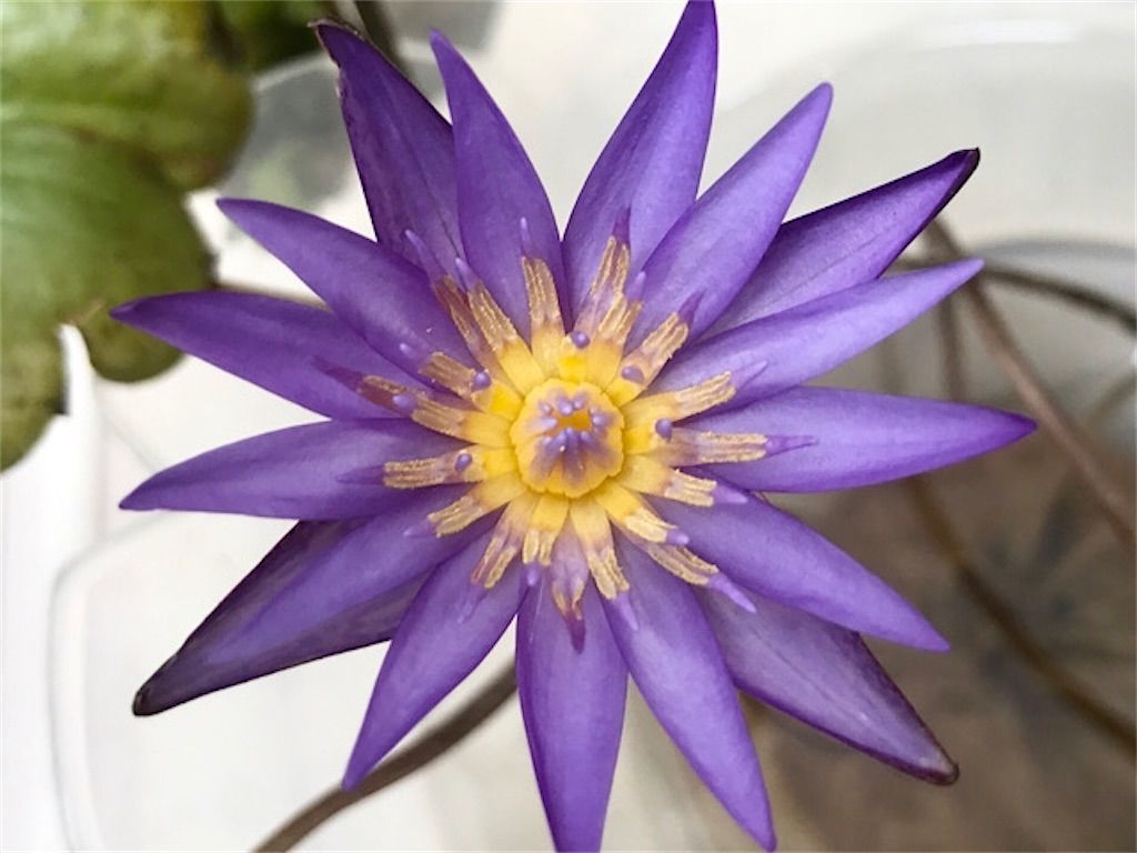 f:id:matundaba79:20200721231147j:image