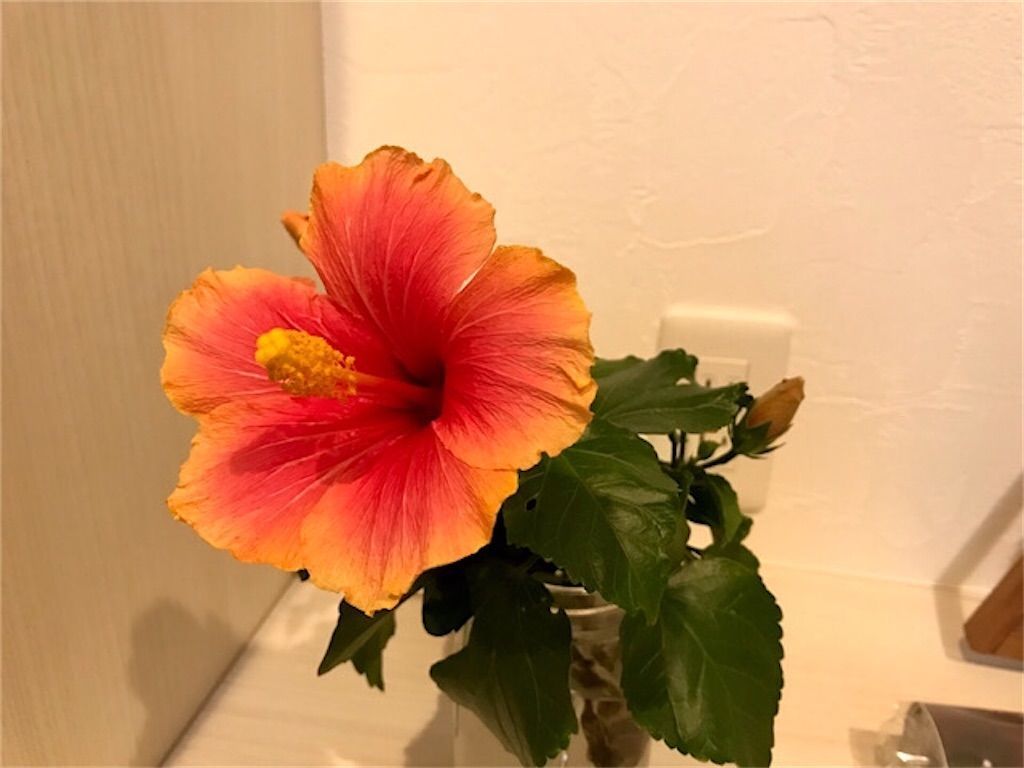 ハイビスカス 毎年花を咲かせる方法は 室内冬越しで2年目の開花に成功 アタマの中は花畑