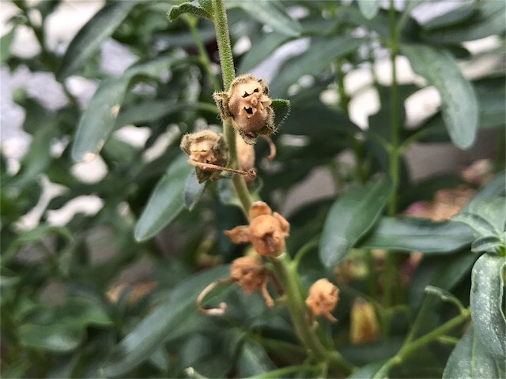 金魚草 花が咲き終わるとドクロ 骸骨 が現れる 我が家の花壇でも探してみました アタマの中は花畑
