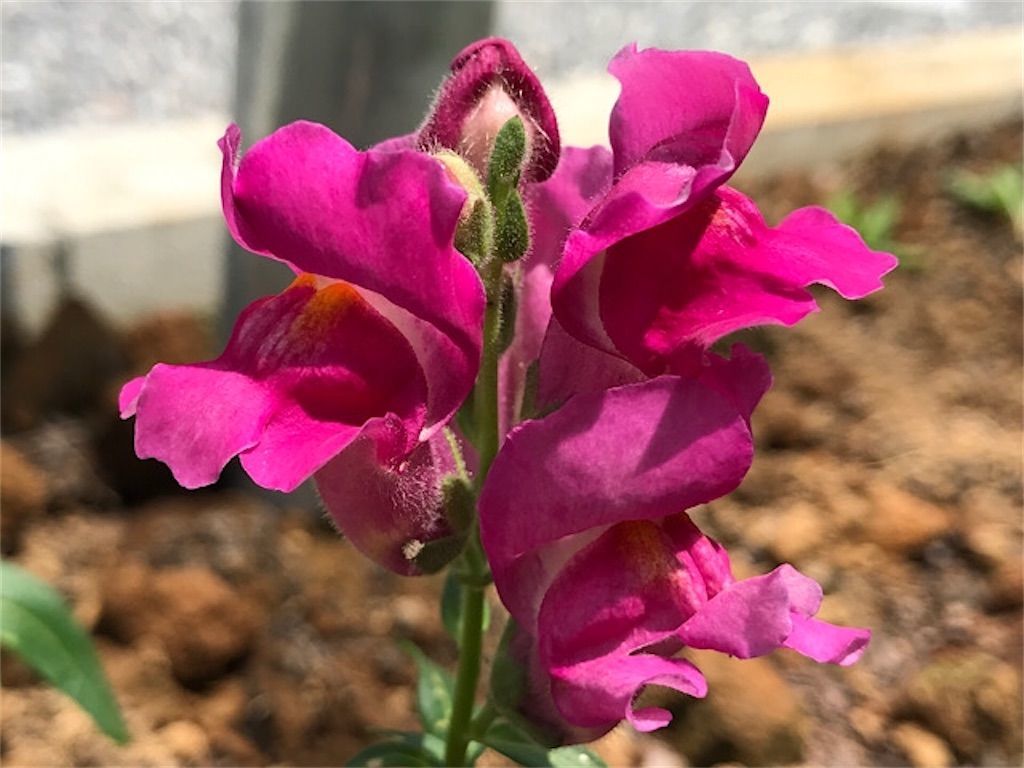 金魚草 花が咲き終わるとドクロ 骸骨 が現れる 我が家の花壇でも探してみました アタマの中は花畑