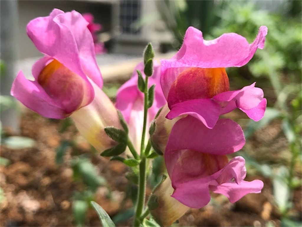 金魚草 花が咲き終わるとドクロ 骸骨 が現れる 我が家の花壇でも探してみました アタマの中は花畑