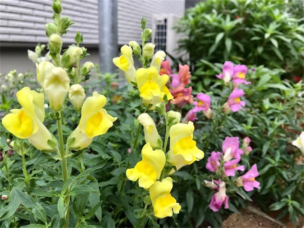 金魚草 花が咲き終わるとドクロ 骸骨 が現れる 我が家の花壇でも探してみました アタマの中は花畑