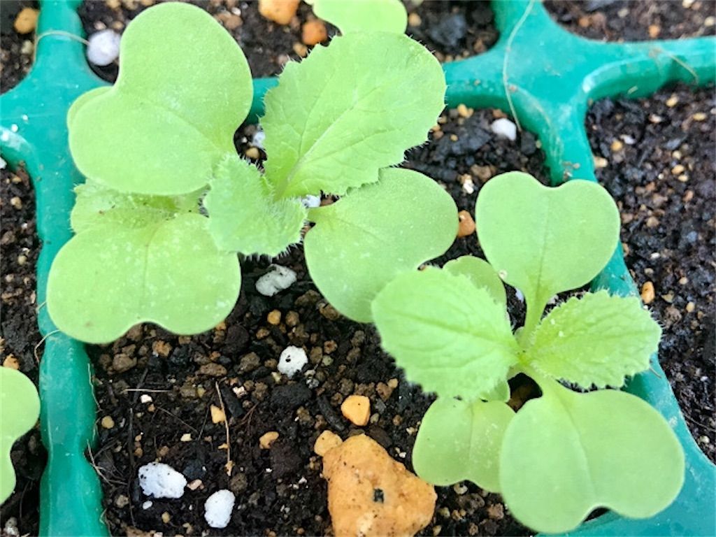 【間引き】そもそも間引きってなぜ必要?〜秋冬野菜、1回目の間引き!〜 - アタマの中は花畑
