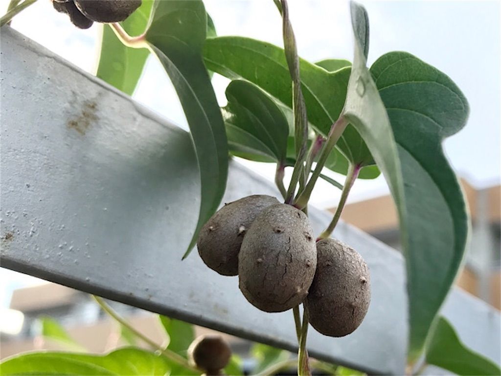むかご 種とむかごの違いって何 むかごの正体は葉と茎だった アタマの中は花畑 むかご 種とむかごの違いって何 むかごの正体は葉と茎だった アタマの中は花畑