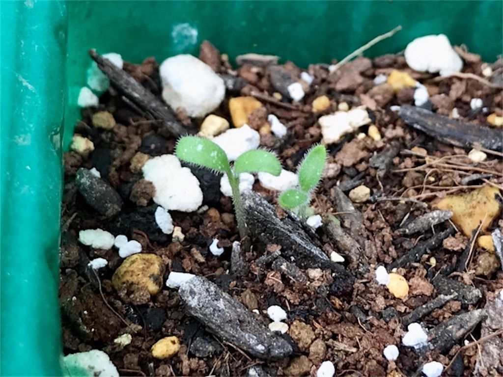 オルトラン ネキリムシ ヨトウムシ被害の対策にオルトランを撒いてみました アタマの中は花畑 オルトラン ネキリムシ ヨトウムシ被害の対策にオルトランを撒いてみました アタマの中は花畑