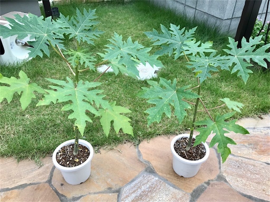 実生パパイヤ パパイヤの冬越しについて 耐寒温度はどのくらい アタマの中は花畑