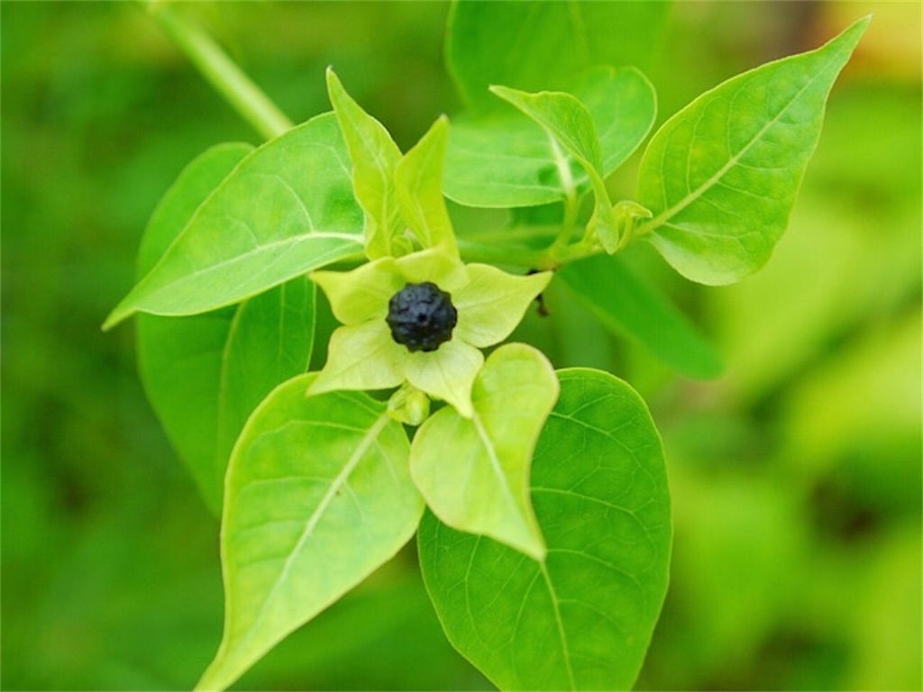 オシロイバナ 種が化粧に使われていたって本当 実は毒があるのでご用心 アタマの中は花畑
