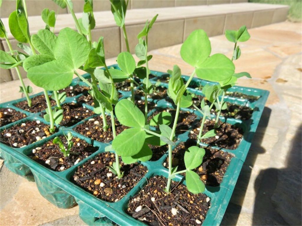 f:id:matundaba79:20201025212112j:image f:id:matundaba79:20201025212112j:image