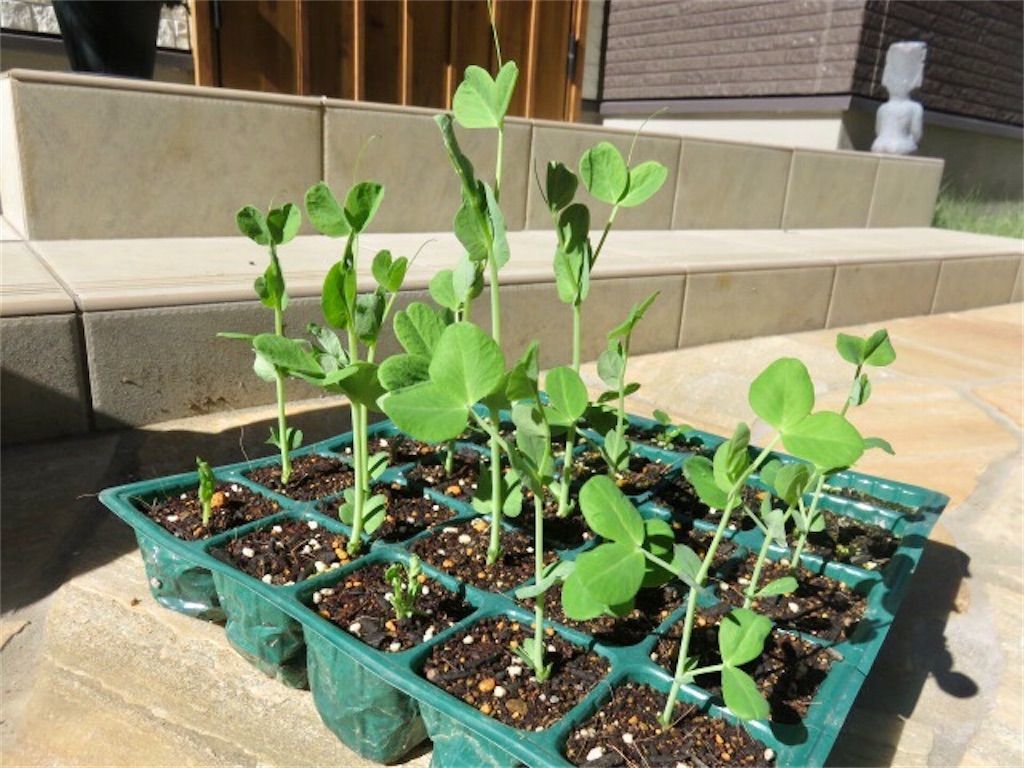 f:id:matundaba79:20201025212118j:image f:id:matundaba79:20201025212118j:image