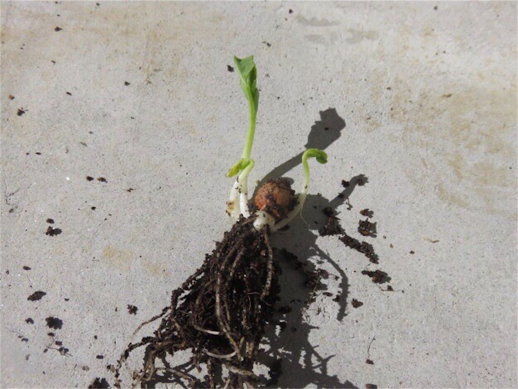 f:id:matundaba79:20201025212124j:image f:id:matundaba79:20201025212124j:image