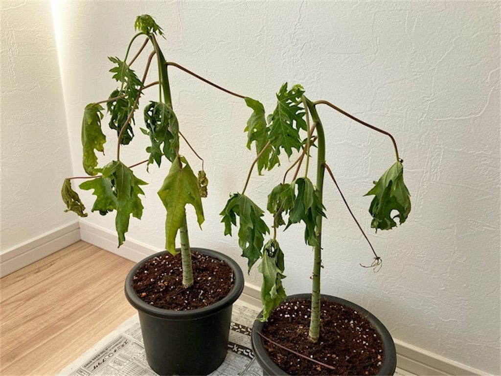 f:id:matundaba79:20201112222318j:image