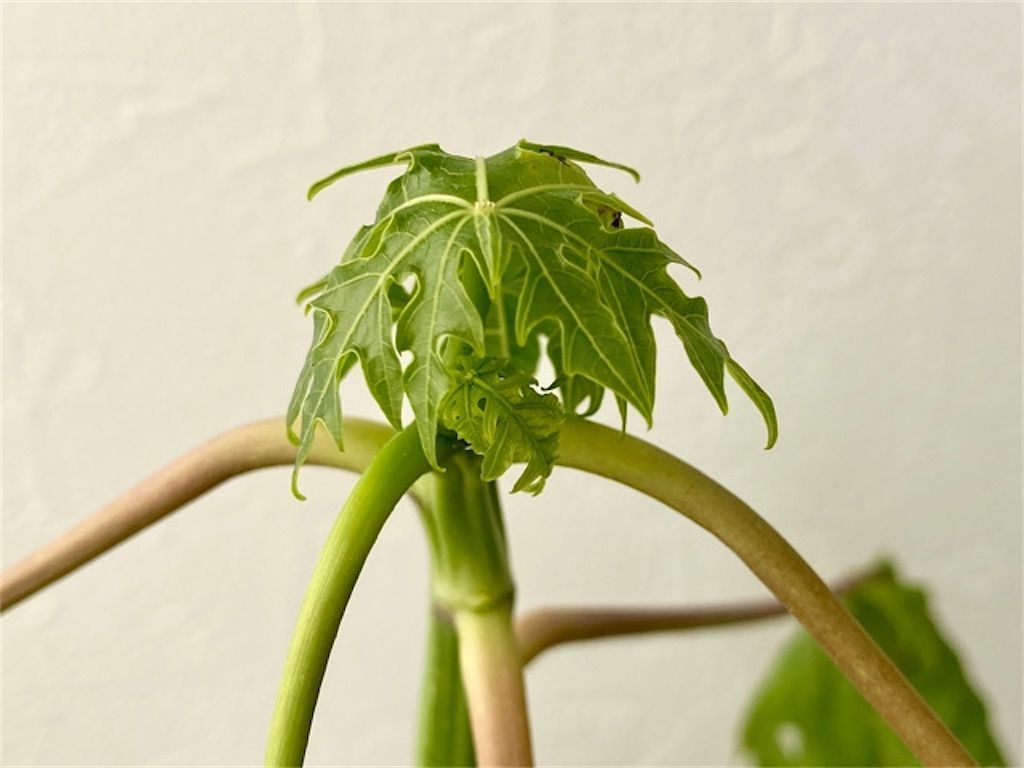 f:id:matundaba79:20201112222402j:image