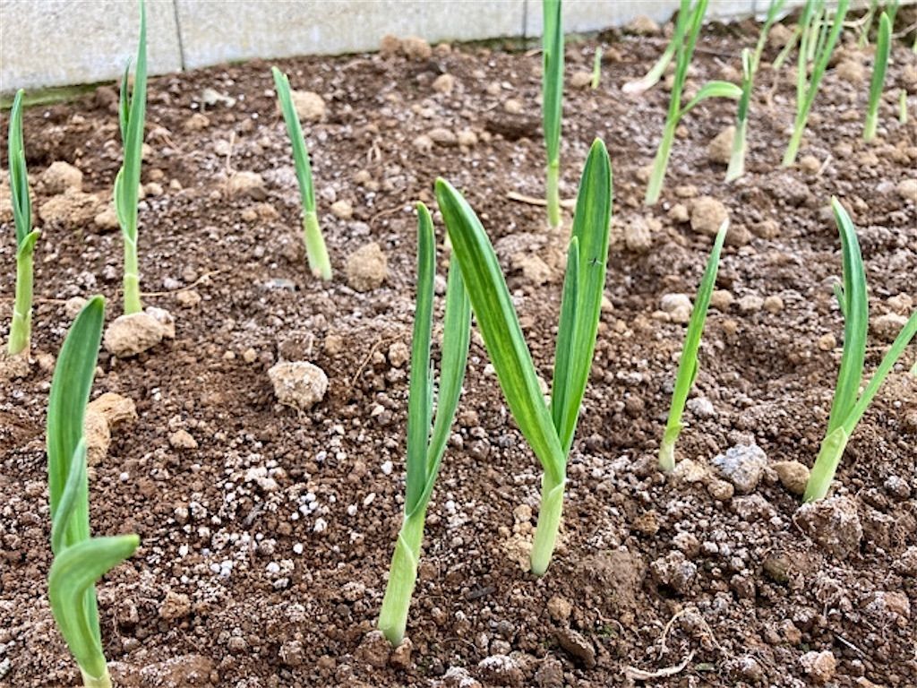 f:id:matundaba79:20201119154821j:image